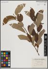 Foto von Salix caprea L.
